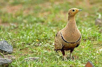 chestnut bellied sandgrouse